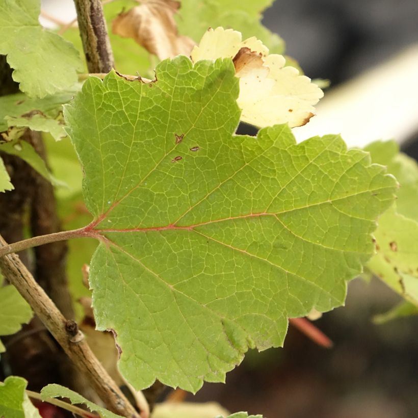 Rote Johannisbeere Rolan (Foliage)