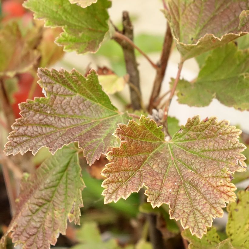 Rote Johannisbeere Delbard Giganta Bosron (Foliage)