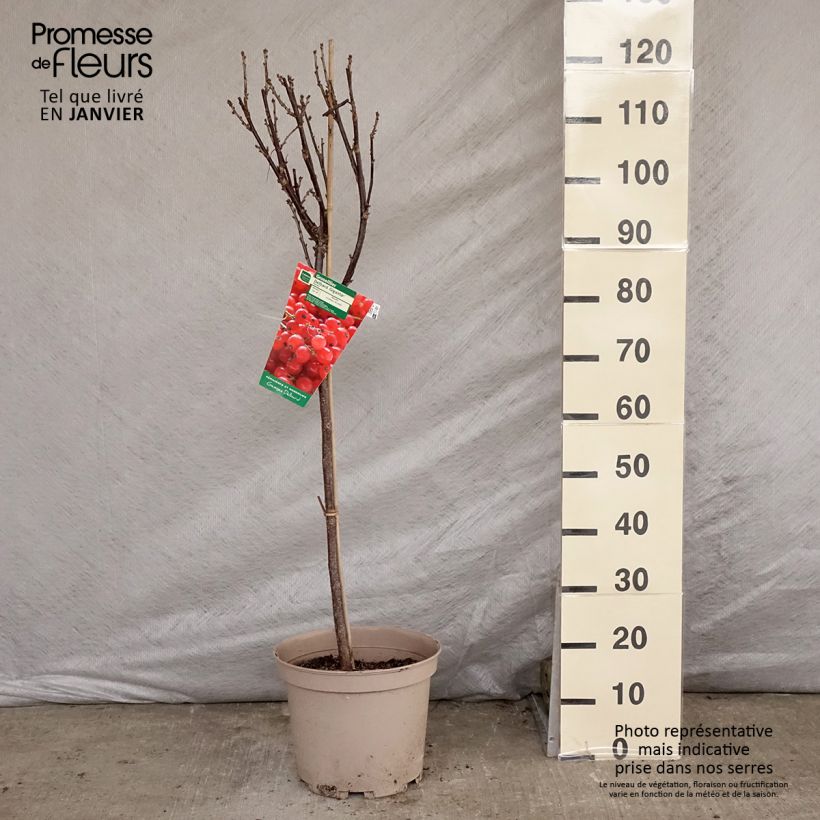 Exemplar von Rote Johannisbeere Delbard Giganta Bosron Topf mit 7,5L/10L, 1/4 Stängel wie im Winter geliefert