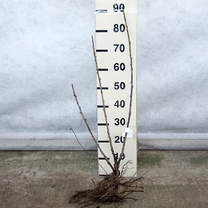 Example of Rote Johannisbeere Delbard Giganta Bosron Wurzelnackt, Strauch as you get in hiver