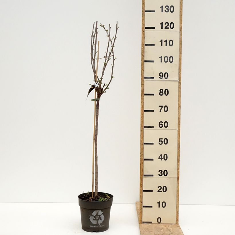 Exemplar von Rote Johannisbeere Ribest Babette Topf mit 6L/7L, Stamm wie im Frühjahr geliefert