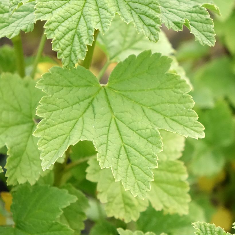 Rote Johannisbeere Ribest Lisette (Foliage)