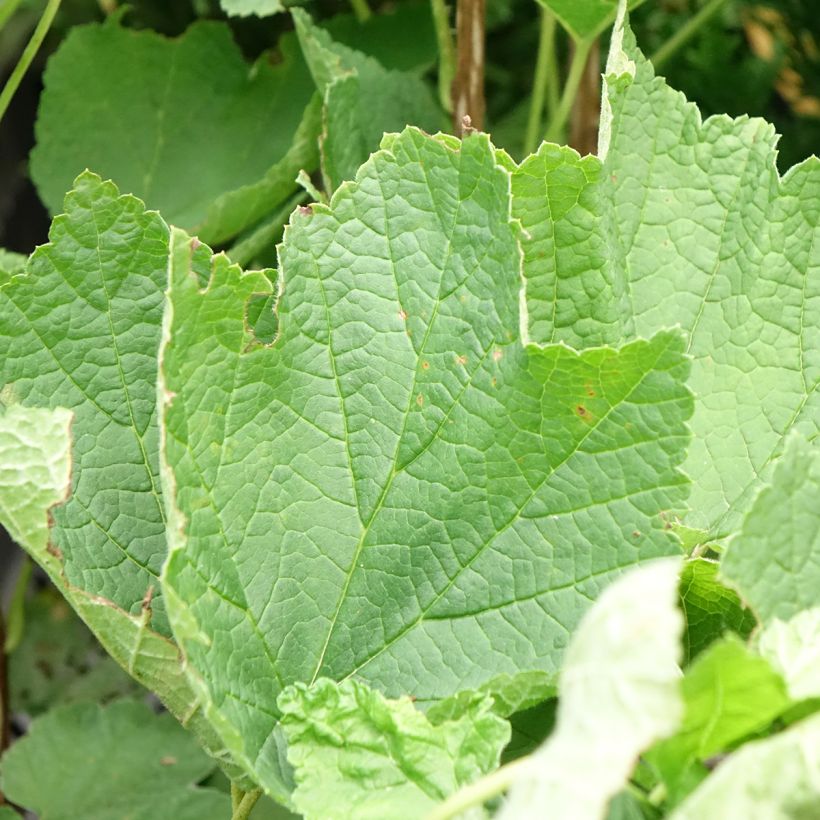 Rote Johannisbeere Ribest Sonette (Foliage)