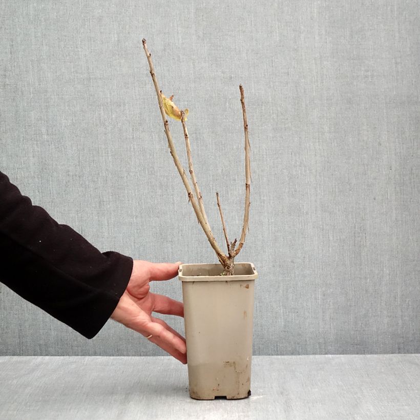 Exemplar von Rote Johannisbeere Ribest Sonette Topf mit 1,5L/2L wie im Herbst geliefert