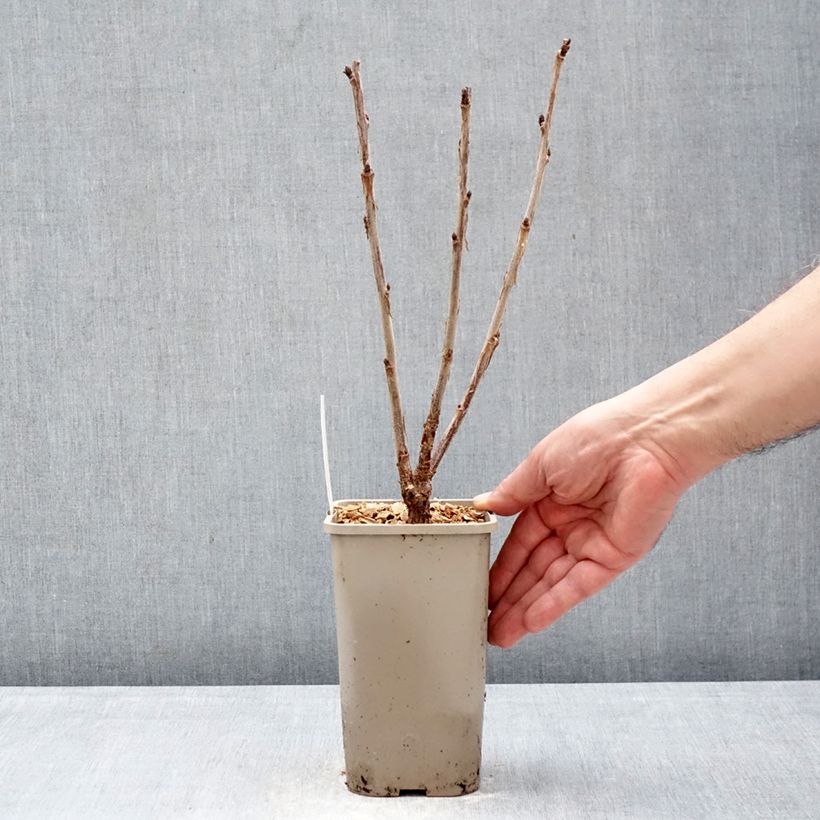 Exemplar von Rote Johannisbeere Ribest Sonette Topf mit 1,5L/2L wie im Winter geliefert