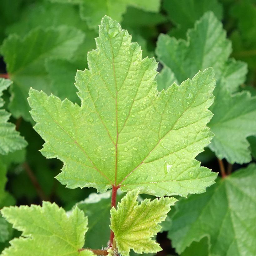 Rote Johannisbeere Rosetta (Foliage)