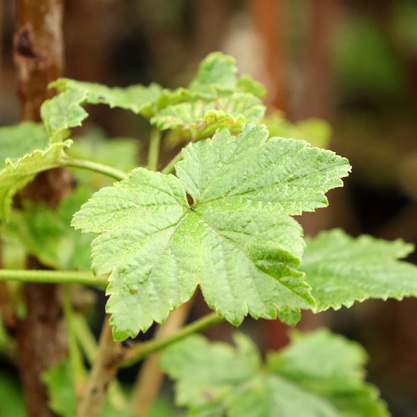 Rote Johannisbeere Versaillaise Rouge (Foliage)