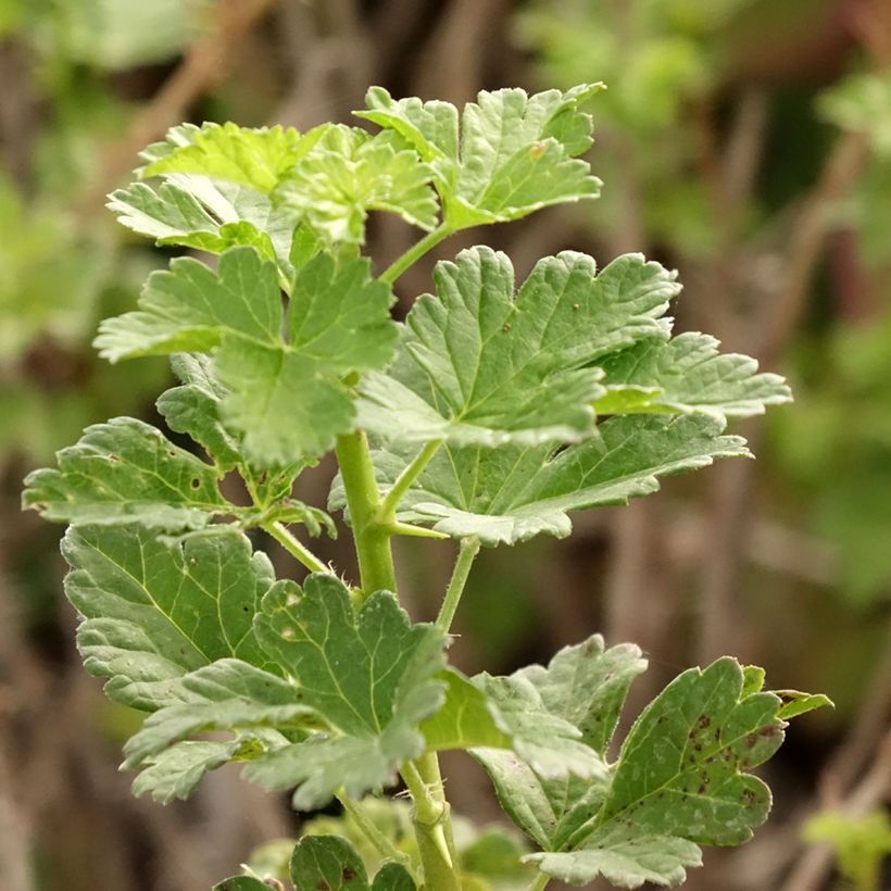Stachelbeere Crispa Goldling (Foliage)