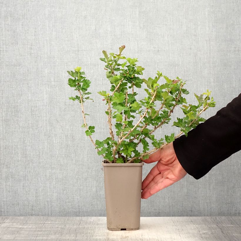 Exemplar von Stachelbeere Crispa Goldling Topf mit 1,5L/2L wie im Frühjahr geliefert