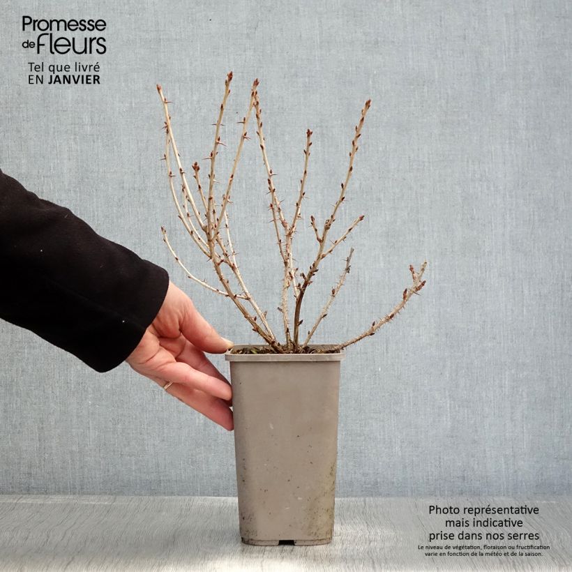 Exemplar von Stachelbeere Easycrisp Mr Green Topf mit 1,5L/2L wie im Winter geliefert