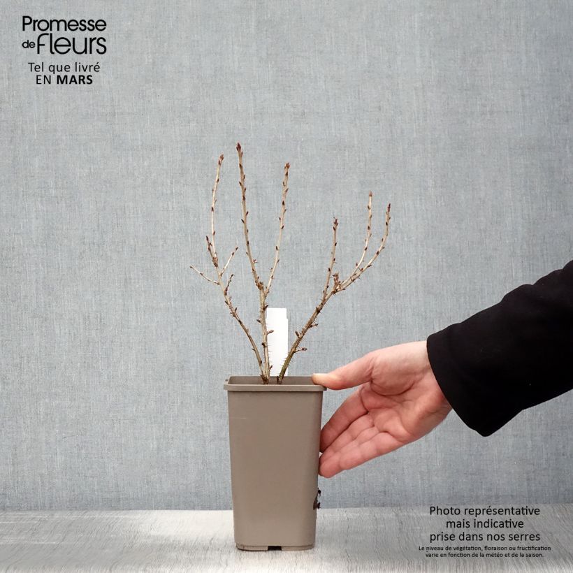 Exemplar von Stachelbeere Easycrisp Mr Green Topf mit 1,5L/2L wie im Frühjahr geliefert