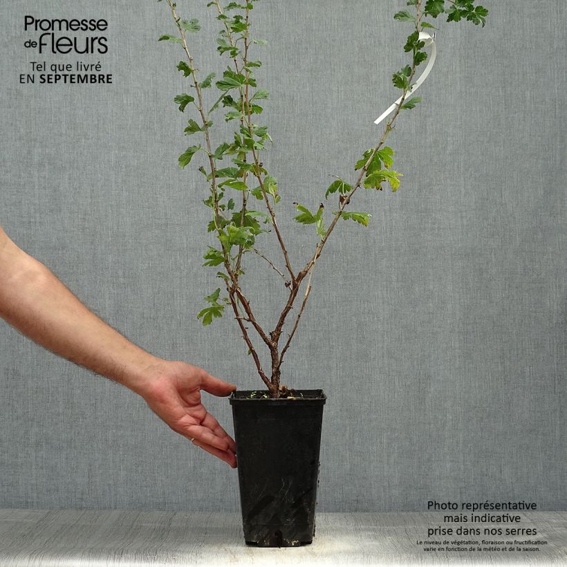 Example of Stachelbeere Freedonia Topf mit 1,5L/2L as you get in automne