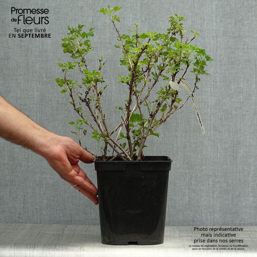 Example of Stachelbeere Freedonia Topf mit 4L/5L as you get in automne