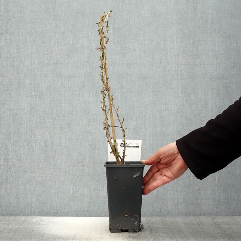 Exemplar von Stachelbeere Invicta Topf mit 1,5L/2L wie im Frühjahr geliefert