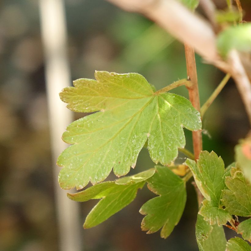 Stachelbeere Invicta (Foliage)