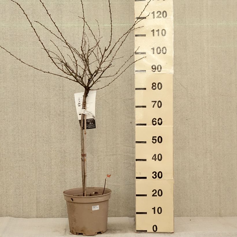 Example of Stachelbeere Invicta Topf mit 7,5L/10L, 1/4 Stängel as you get in automne