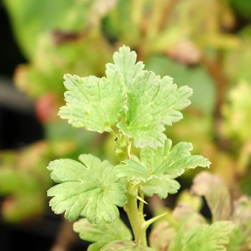 Stachelbeere Lady Sun (Foliage)