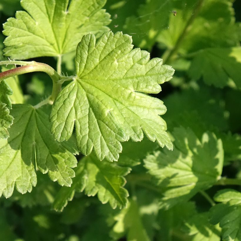 Stachelbeere Captivator (Foliage)