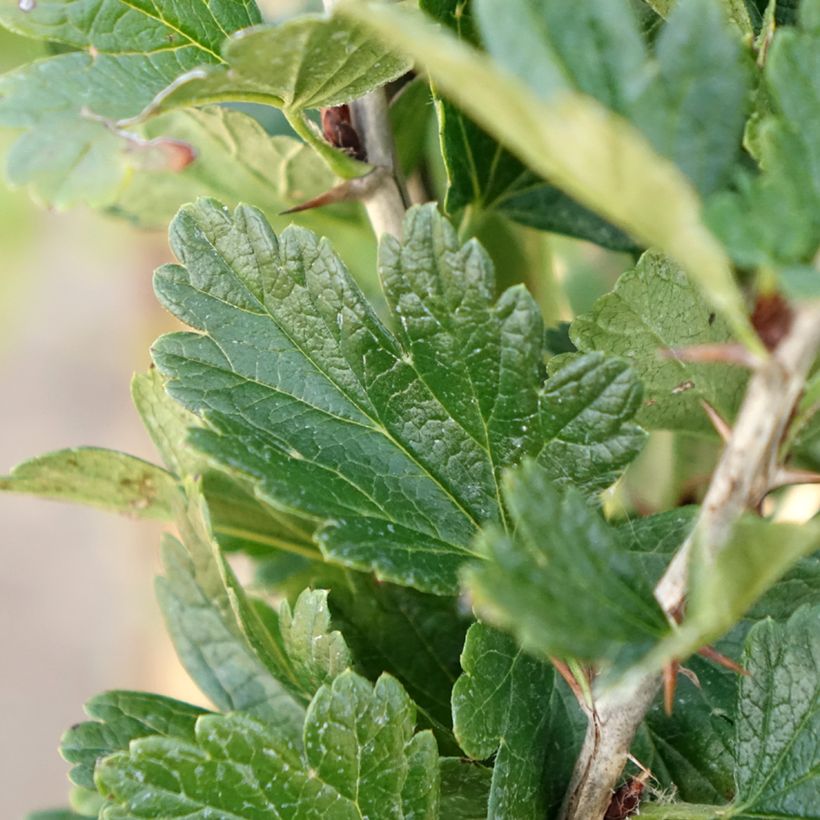 Rote Stachelbeere Crispa Darling (Foliage)