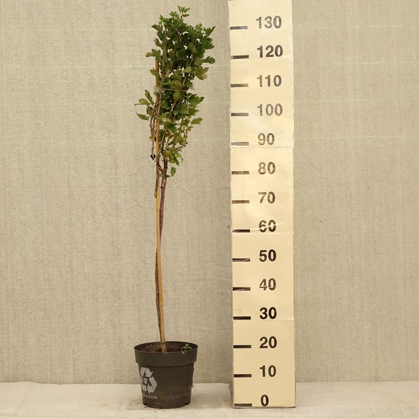 Example of Rote Stachelbeere Crispa Darling Topf mit 6L/7L as you get in automne