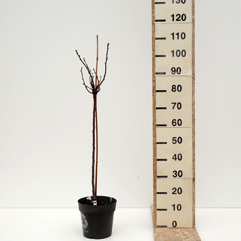 Exemplar von Rote Stachelbeere Crispa Darling Topf mit 6L/7L wie im Winter geliefert