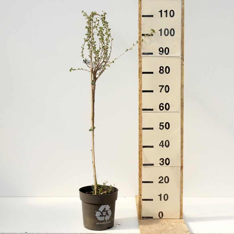 Exemplar von Rote Stachelbeere Crispa Darling Topf mit 6L/7L, Stamm wie im Frühjahr geliefert