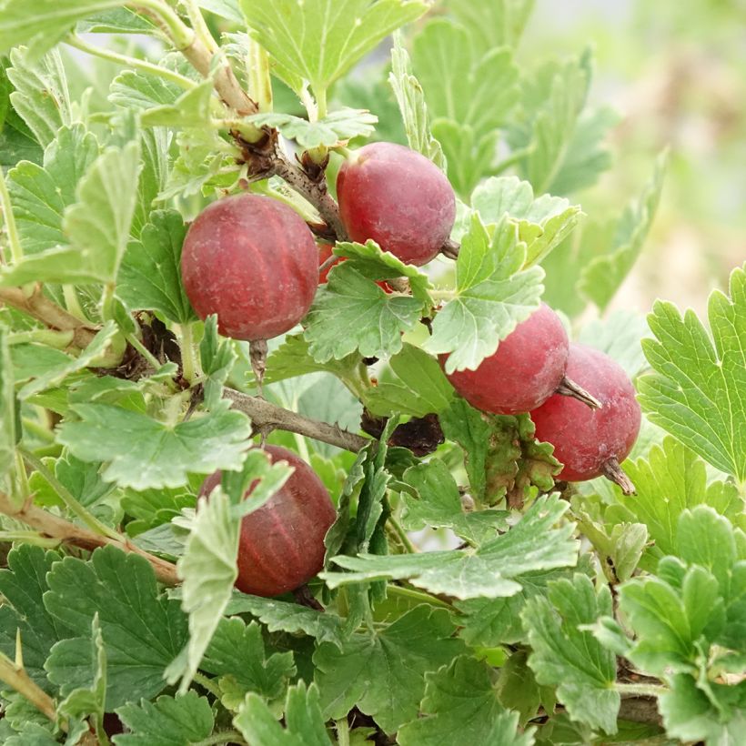 Rote Stachelbeere Crispa Darling (Harvest)