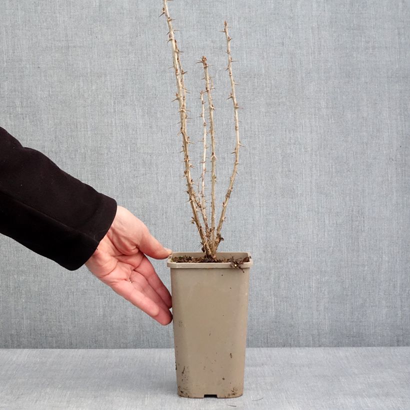 Exemplar von Stachelbeere Crispa Goldling Topf mit 1,5L/2L wie im Winter geliefert