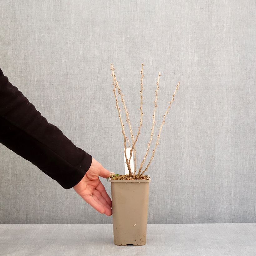 Exemplar von Stachelbeere - Ribes uva-crispa Topf mit 1,5L/2L, Strauch/Busch, mehrstämmig wie im Winter geliefert