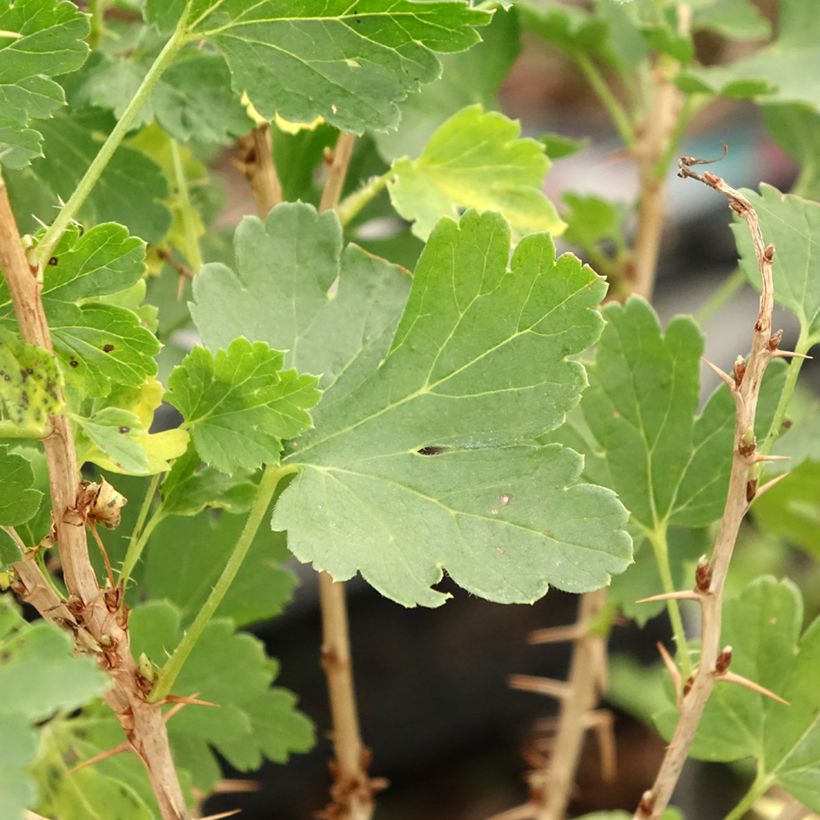 Stachelbeere Crispa Nibbling (Foliage)