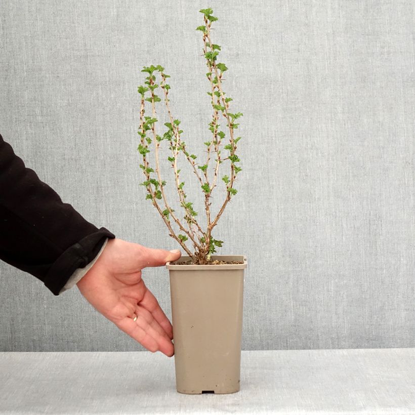 Exemplar von Stachelbeere Crispa Nibbling Topf mit 1,5L/2L, Strauch/Busch, mehrstämmig wie im Frühjahr geliefert
