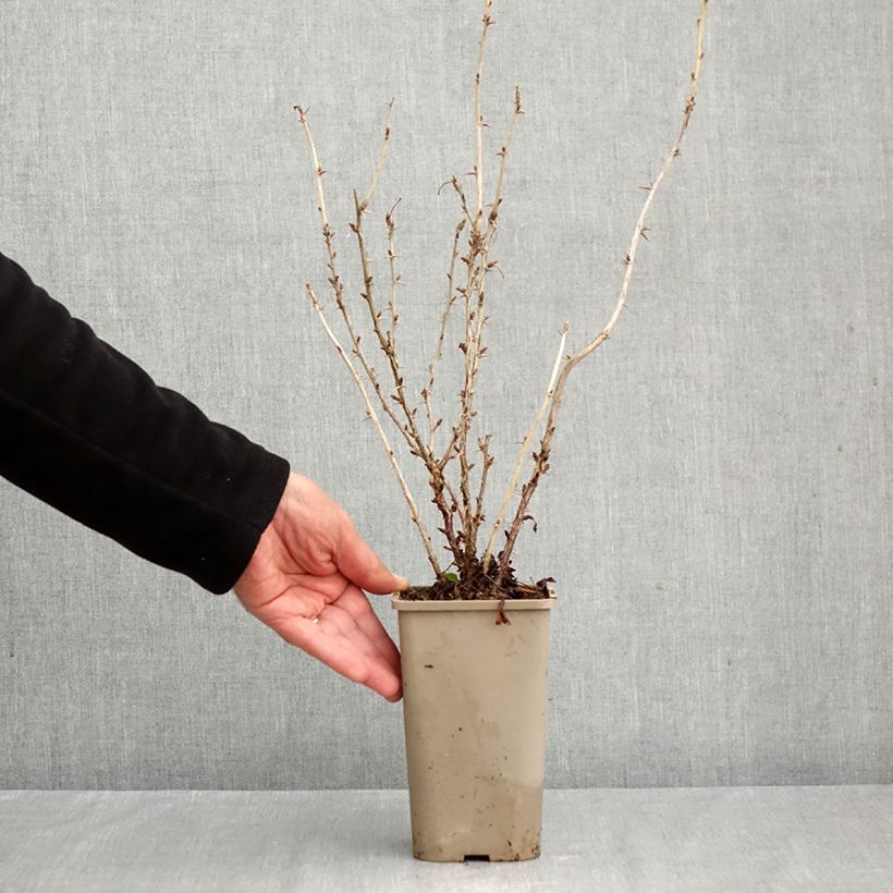 Exemplar von Stachelbeere Crispa Nibbling Topf mit 1,5L/2L, Strauch/Busch, mehrstämmig wie im Herbst geliefert