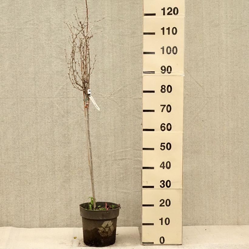 Example of Stachelbeere Solemio Crispa Topf mit 6L/7L as you get in automne