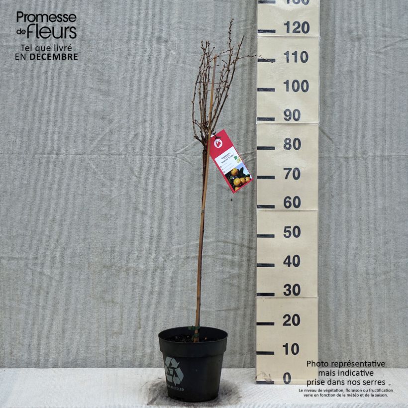 Exemplar von Stachelbeere Solemio Crispa Topf mit 6L/7L wie im Winter geliefert