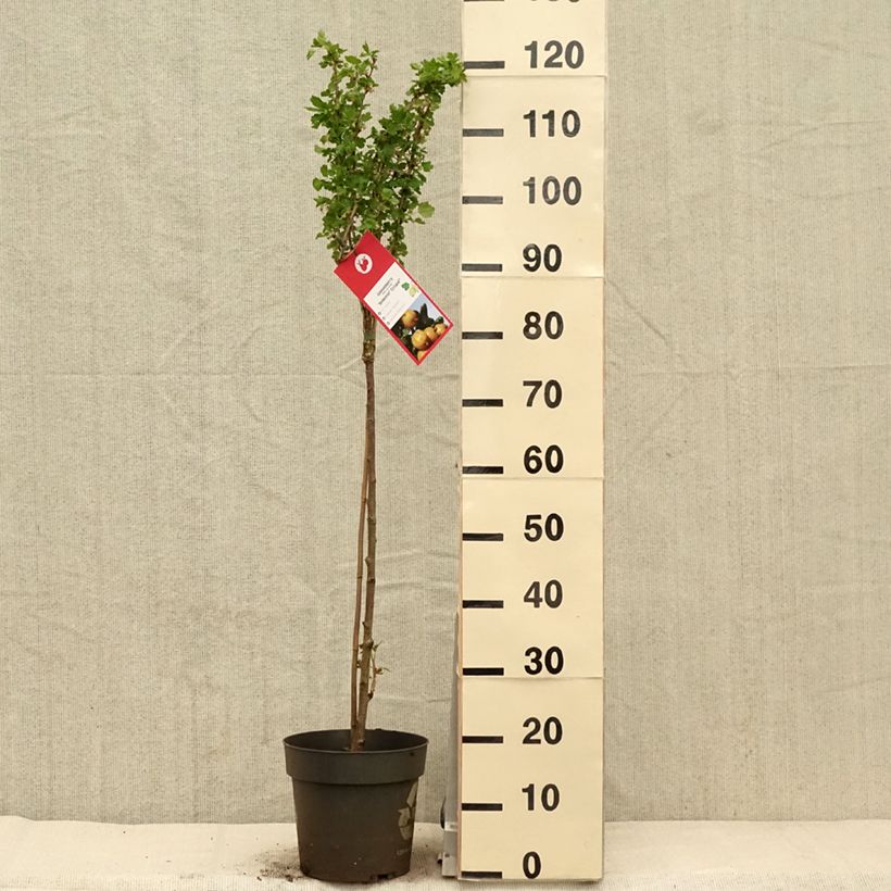 Exemplar von Stachelbeere Solemio Crispa Topf mit 6L/7L, Stamm wie im Frühjahr geliefert