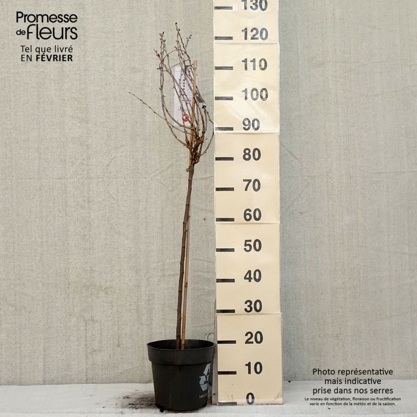 Exemplar von Stachelbeere Easycrisp Lady Late Topf mit 6L/7L wie im Winter geliefert