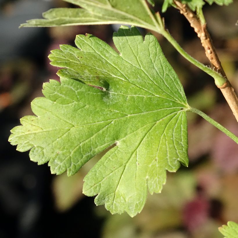 Stachelbeere Easycrisp Lady Late (Foliage)