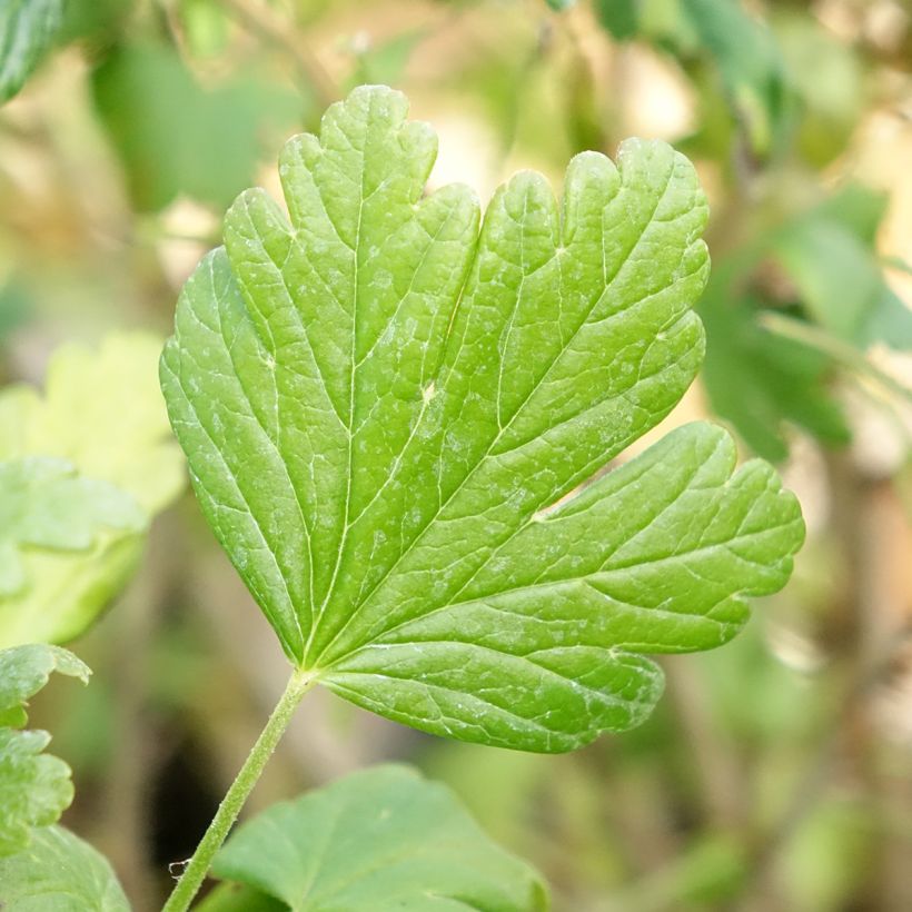 Stachelbeere Easycrisp Mme Sansouci (Foliage)