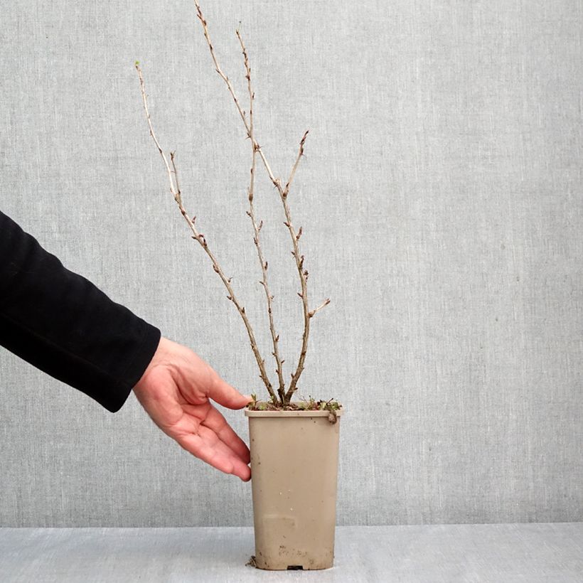 Exemplar von Stachelbeere Easycrisp Mme Sansouci Topf mit 1,5L/2L, Strauch/Busch, mehrstämmig wie im Herbst geliefert