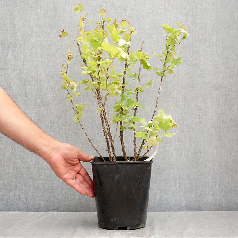 Exemplar von Stachelbeere Freedonia Topf mit 4L/5L wie im Sommer geliefert