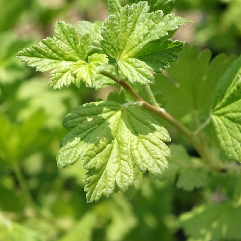 Stachelbeere Freedonia (Foliage)