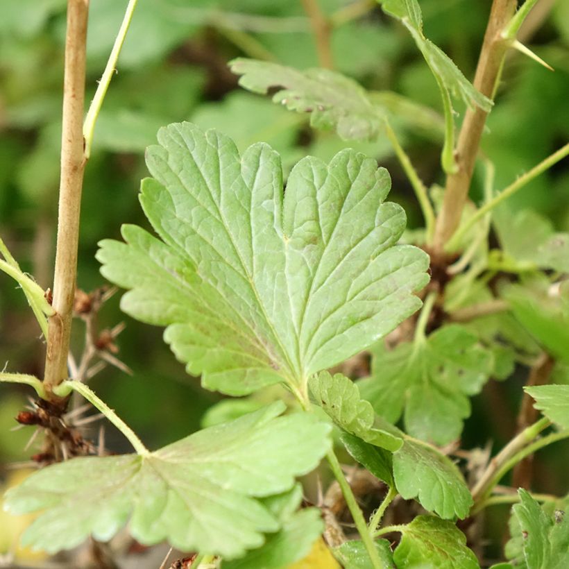 Stachelbeere Hinnonmäki Gul 'Hinnonmäen Keltainen' (Foliage)