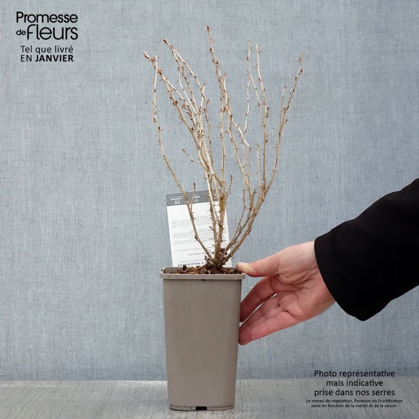 Exemplar von Stachelbeere Hinnonmäki Gul 'Hinnonmäen Keltainen' Topf mit 1,5L/2L wie im Winter geliefert