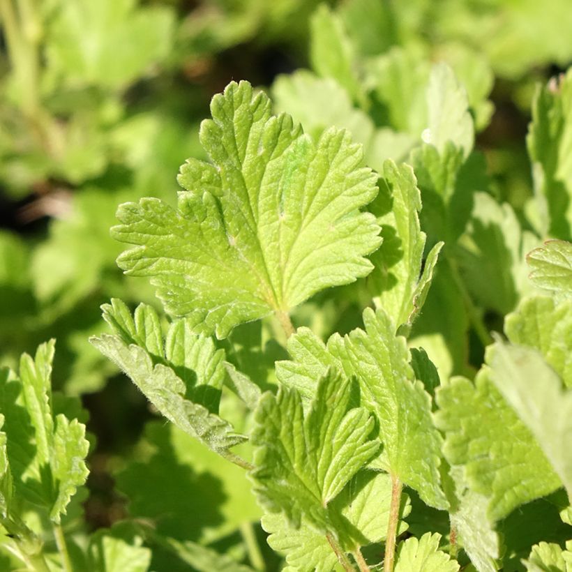 Stachelbeere Hinnonmäki Grün (Foliage)