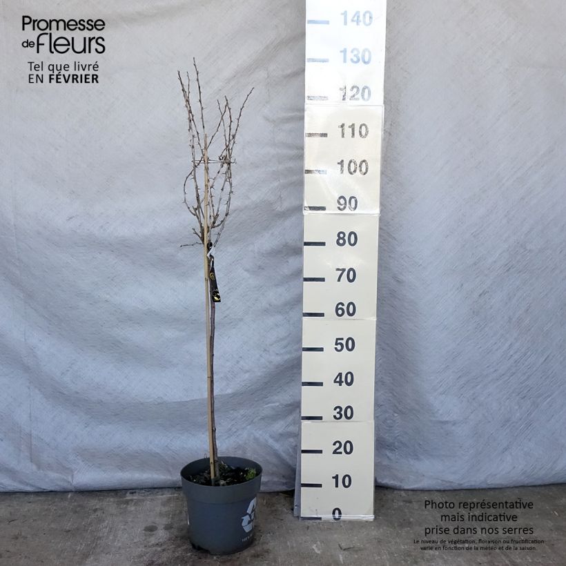 Exemplar von Stachelbeere Mucurines Topf mit 6L/7L wie im Winter geliefert