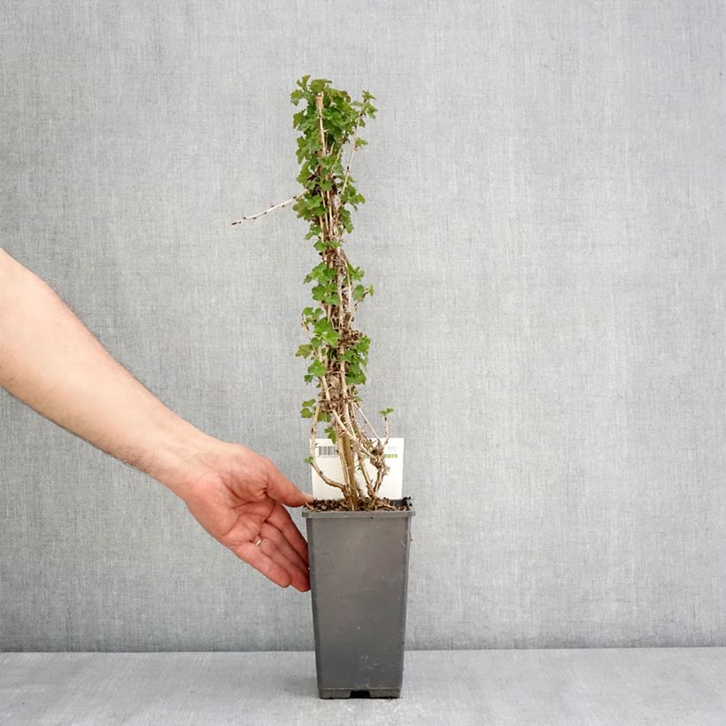 Exemplar von Stachelbeere Tatjana Topf mit 1,5L/2L, Strauch/Busch, mehrstämmig wie im Frühjahr geliefert