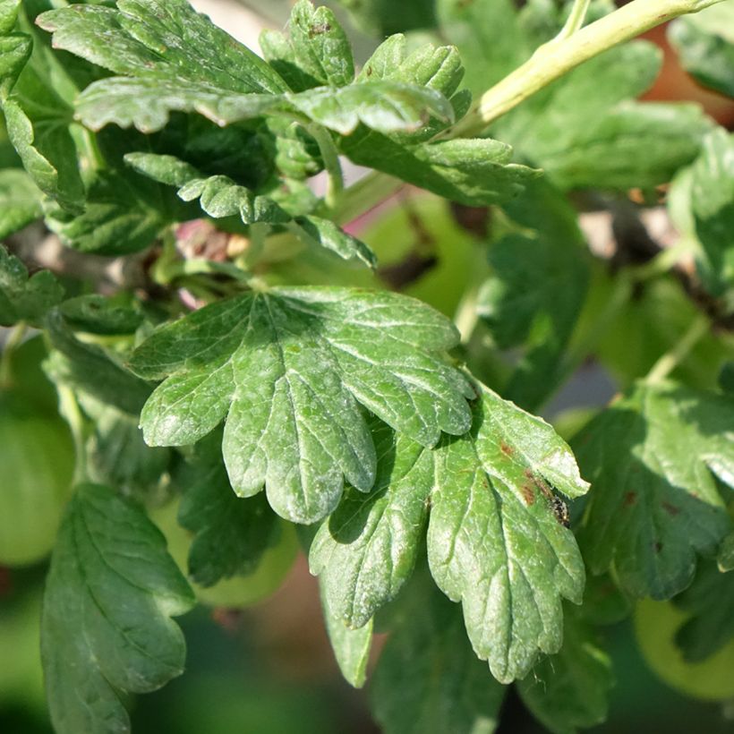 Stachelbeere Tatjana (Foliage)