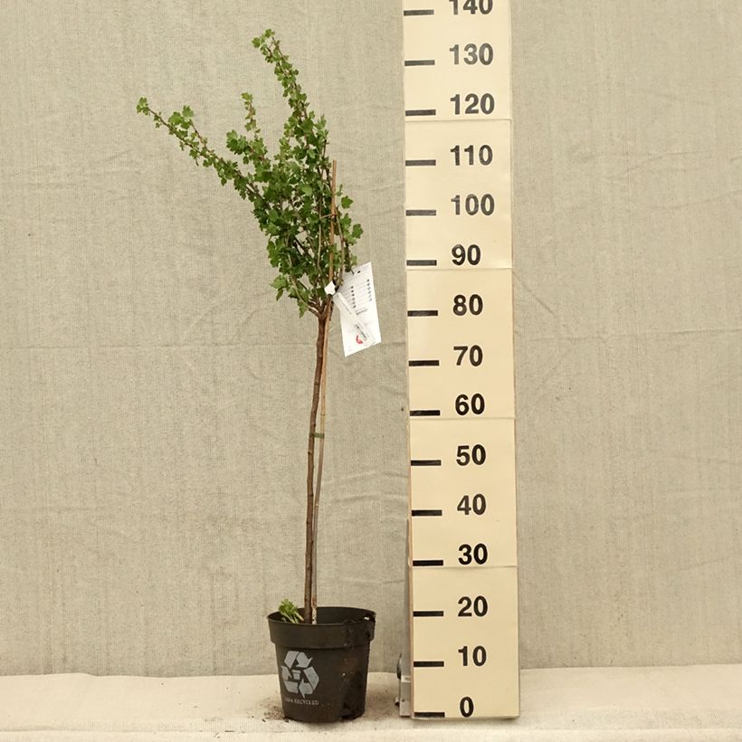 Exemplar von Stachelbeere Tatjana Topf mit 6L/7L, Stamm wie im Frühjahr geliefert