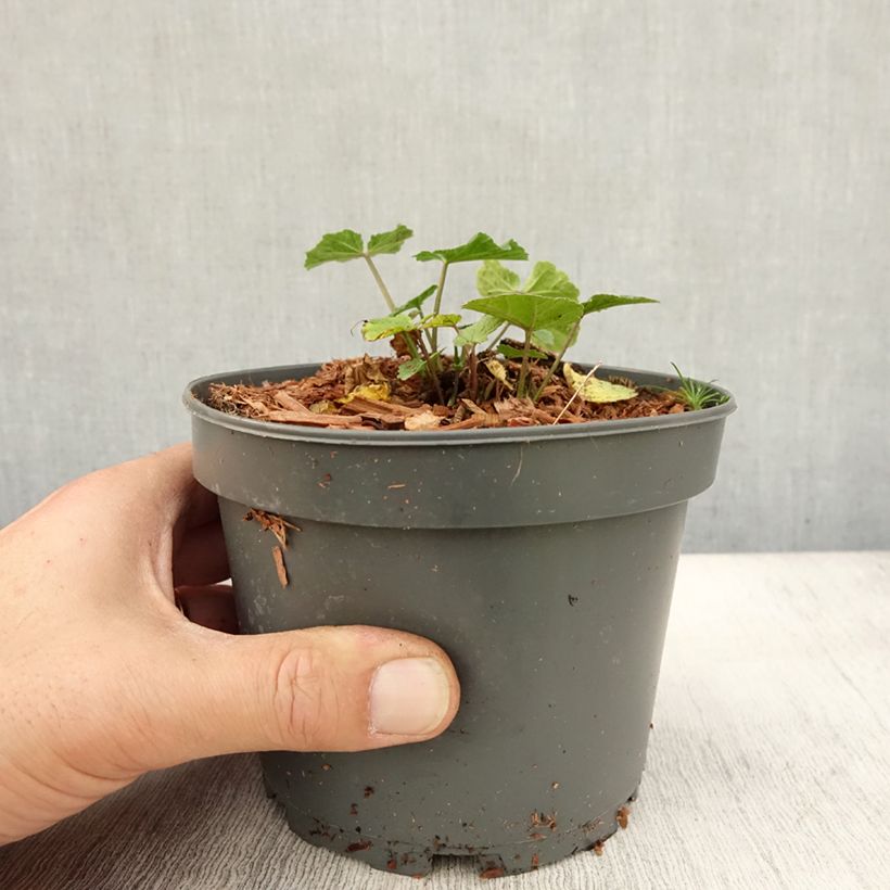 Example of Echter Eibisch - Althaea officinalis Topf mit 1,5L/2L as you get in automne
