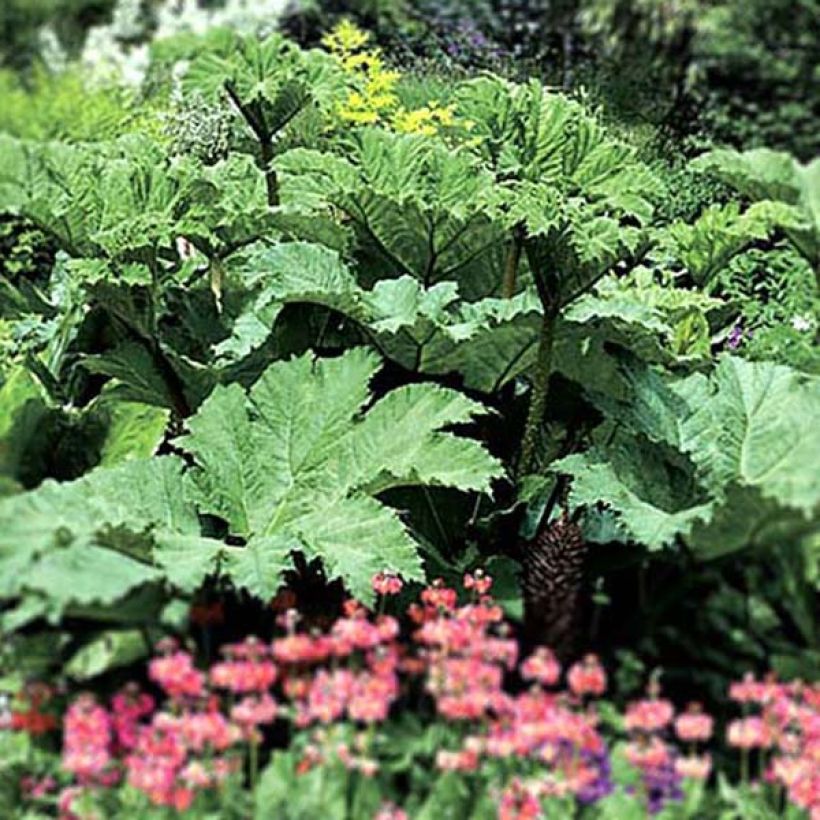 Gunnera manicata - Riesenrhabarber (Plant habit)